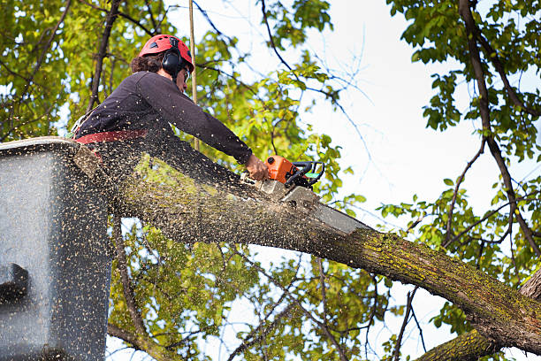 Best Tree Mulching  in San Leon, TX